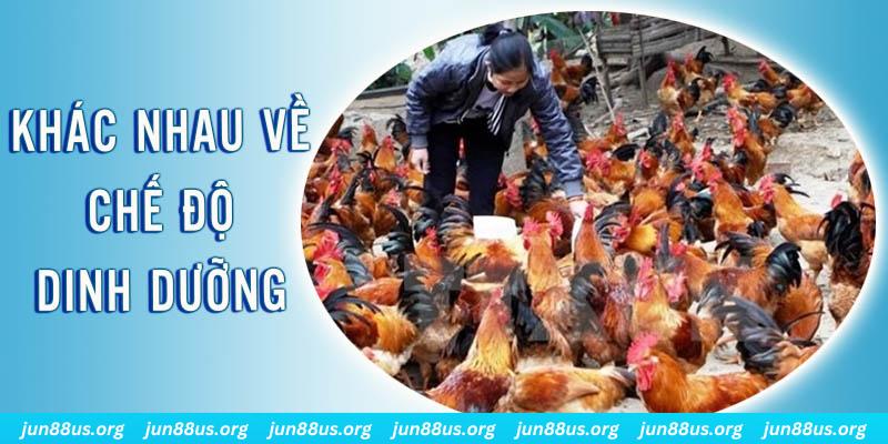 m88 link Đại Chiến Đỏ Đen