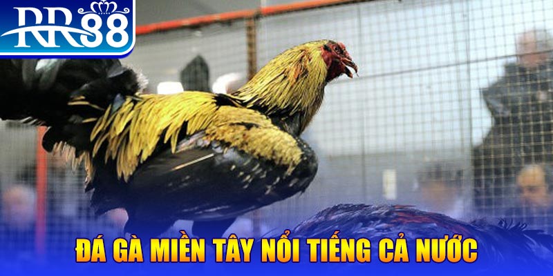 m88 link đá gà 88